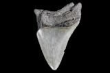 Partial, Fossil Megalodon Tooth #89029-1